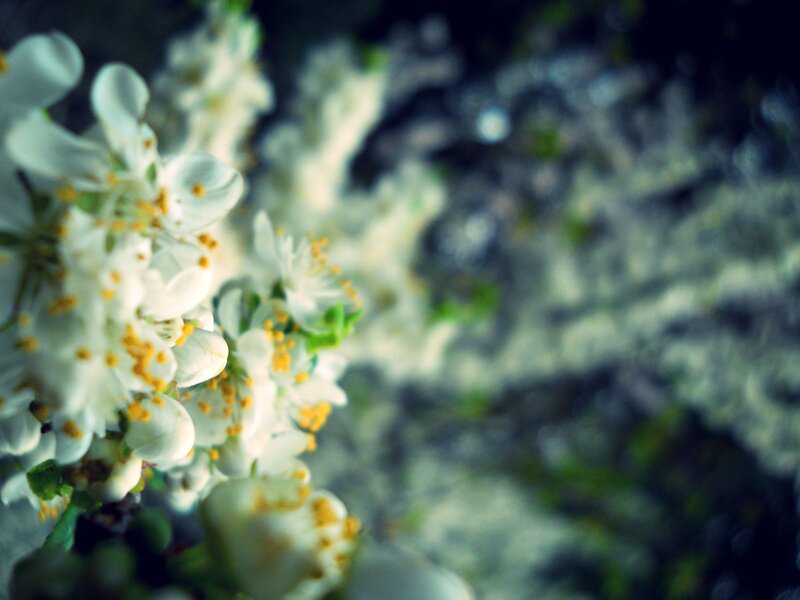 white blossoms in soft focus
