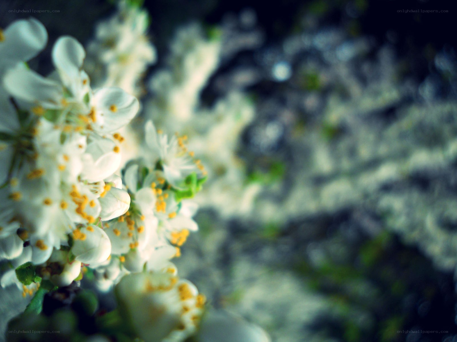 white blossoms in soft focus