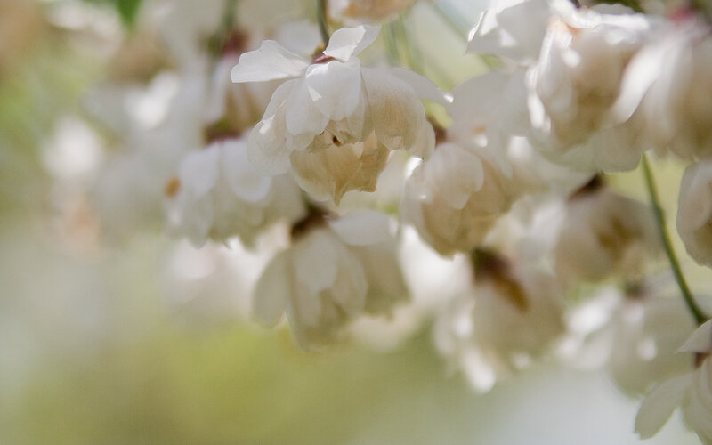 White blossoms in soft focus