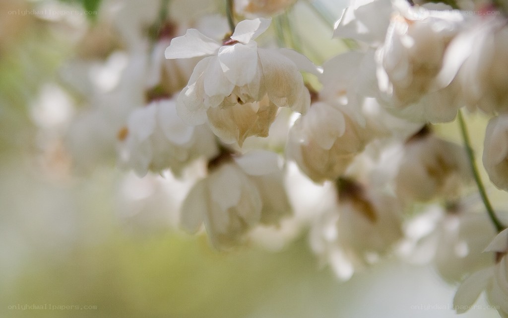 White blossoms in soft focus