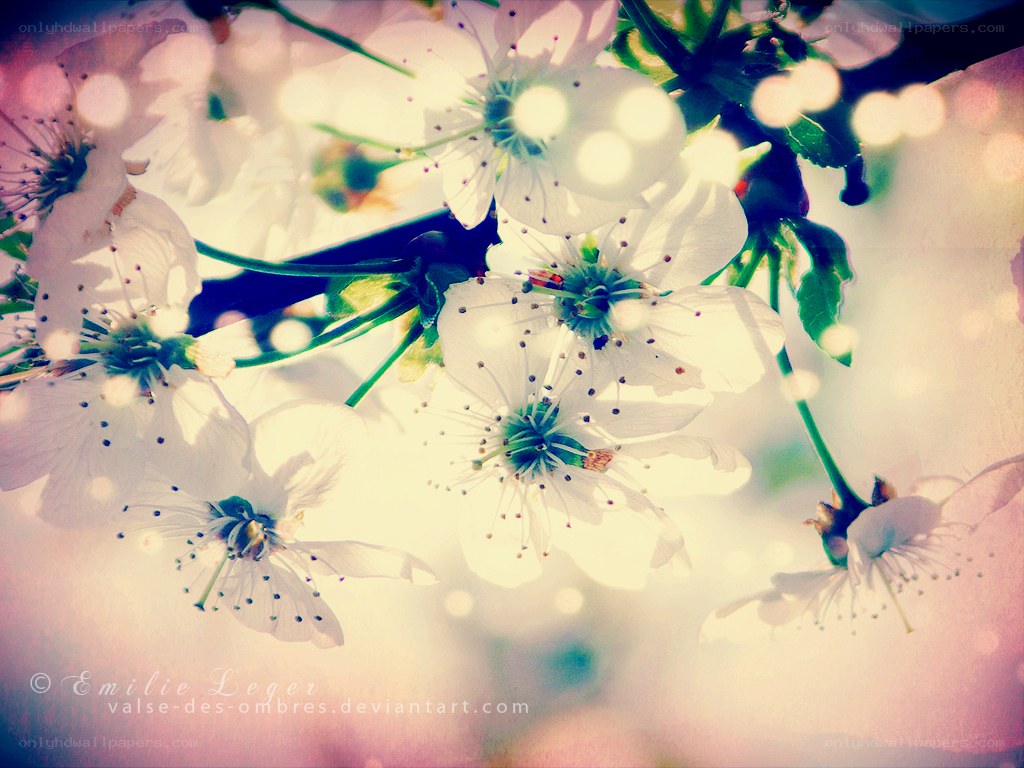 white blossoms in soft light