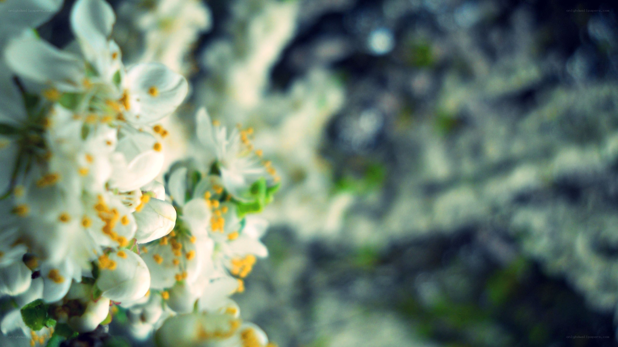 white blossoms in spring