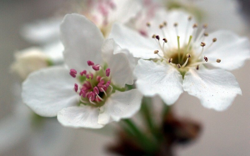 white blossoms in spring