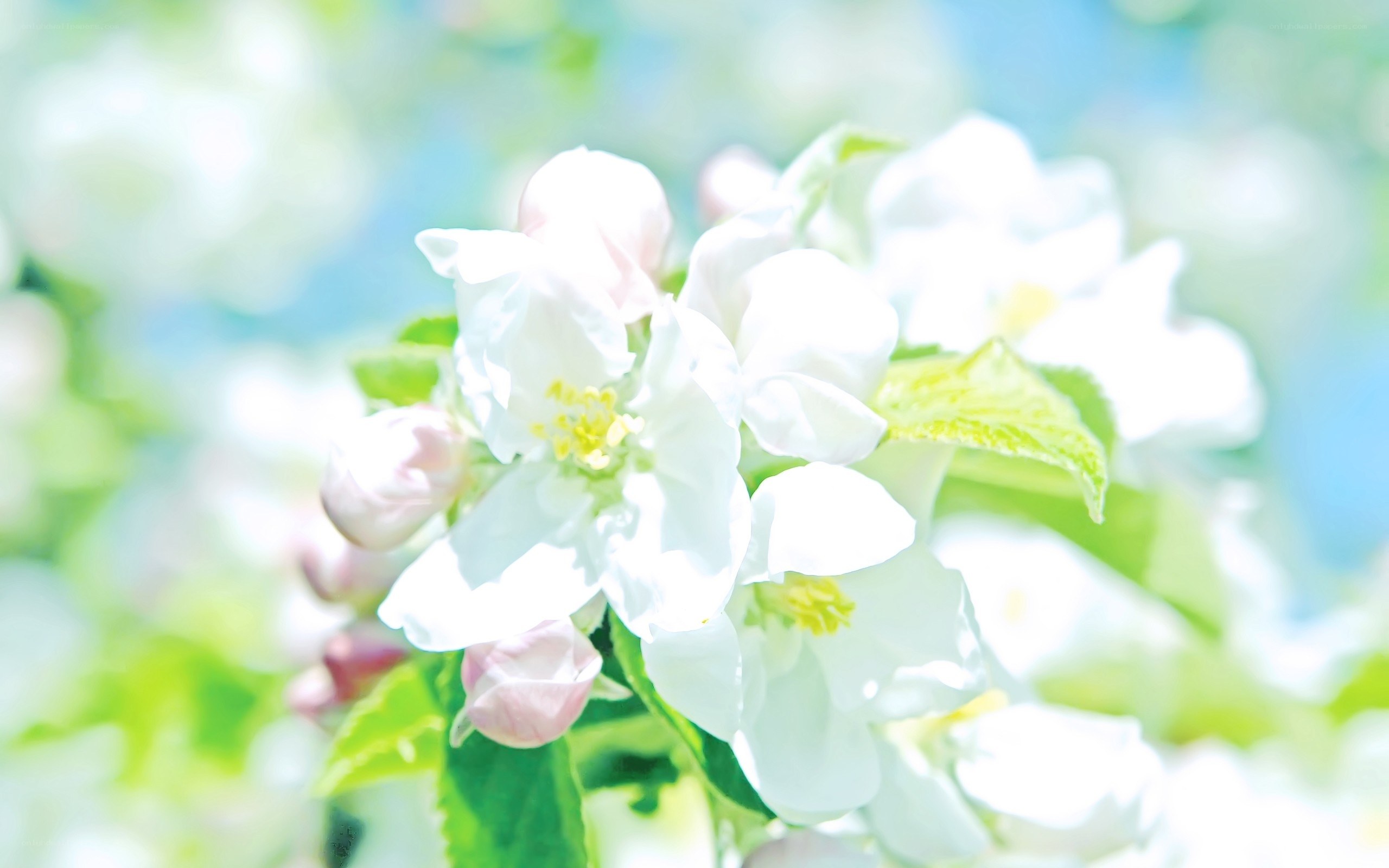 White blossoms in spring light