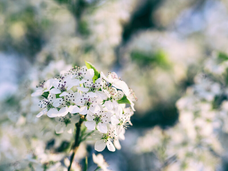 White blossoms in spring