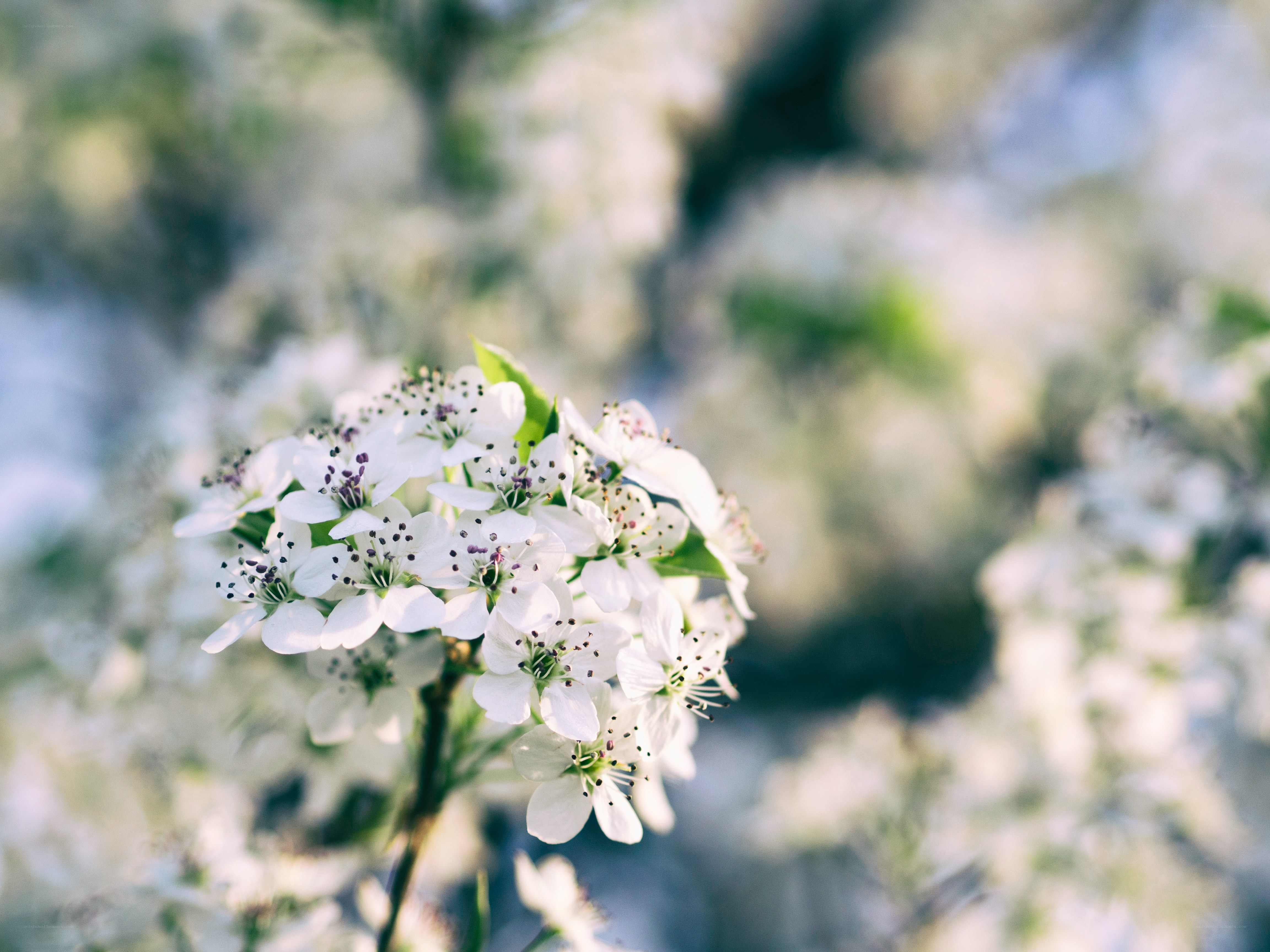 White blossoms in spring