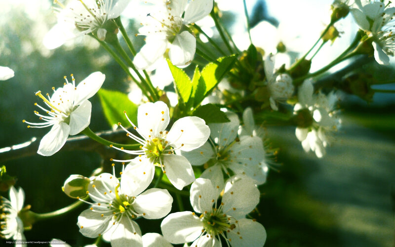 White blossoms in sunlight