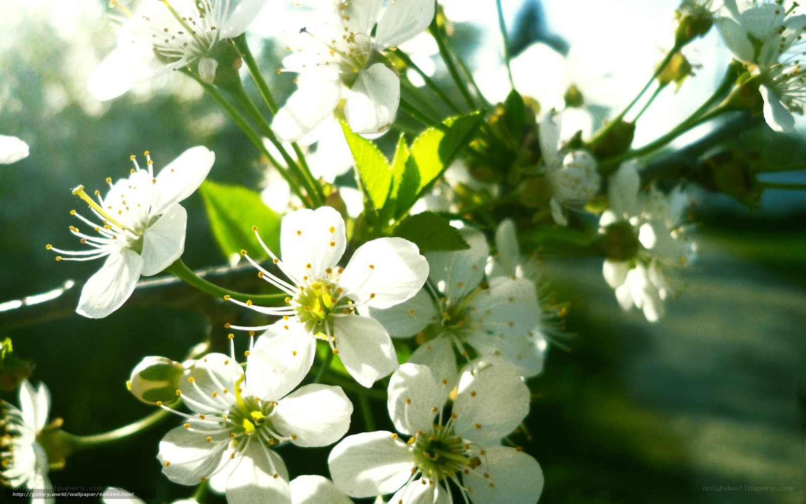 White blossoms in sunlight
