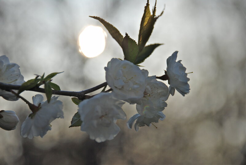 White blossoms in sunlight
