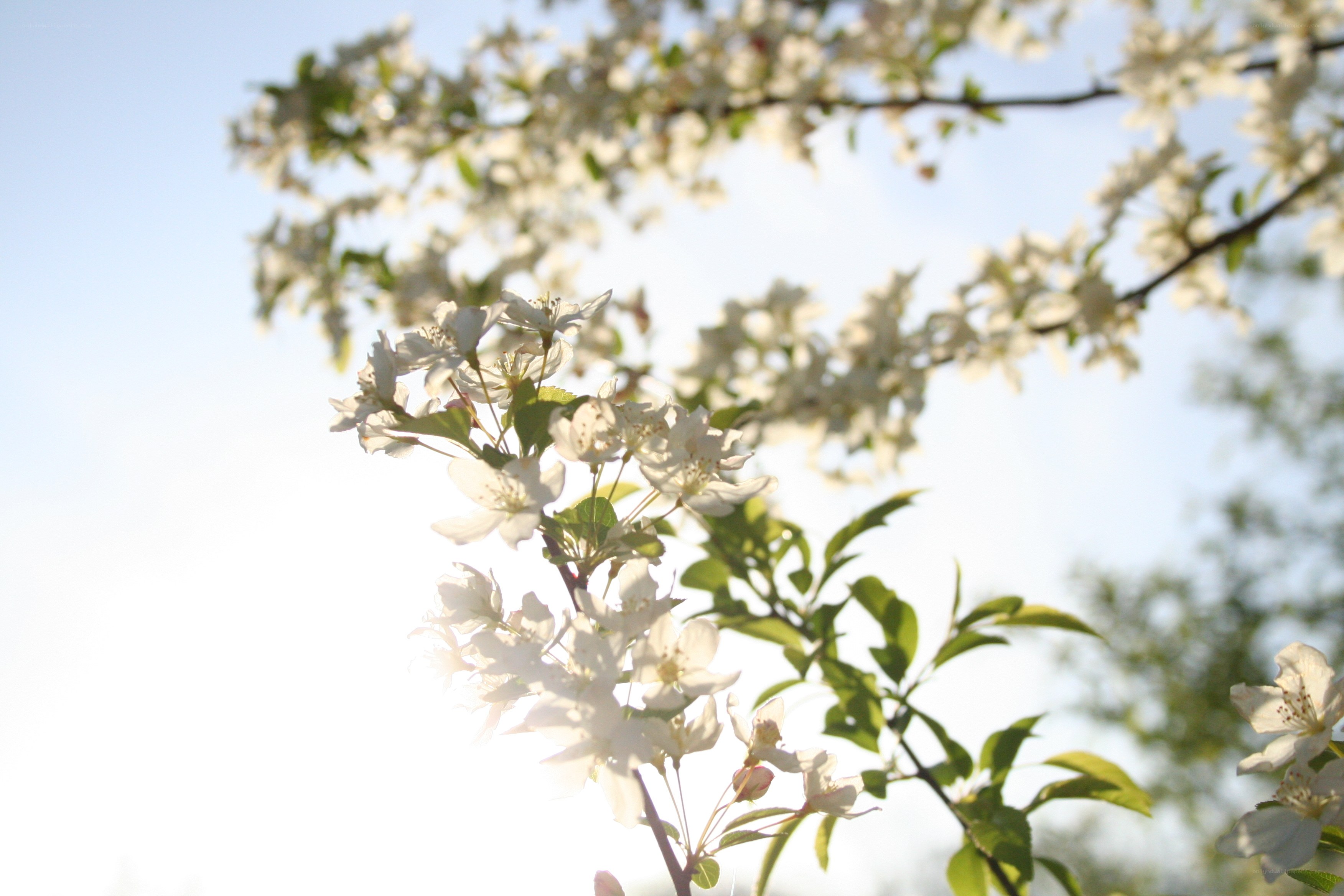 White blossoms in sunlight