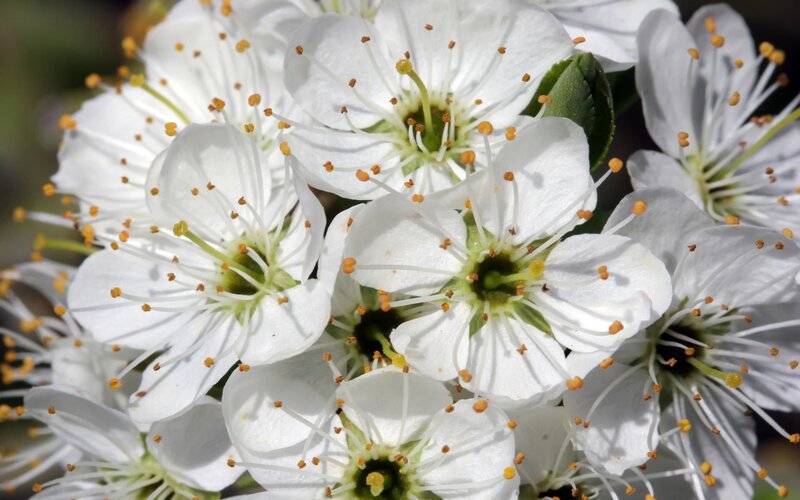 white blossoms in sunlight
