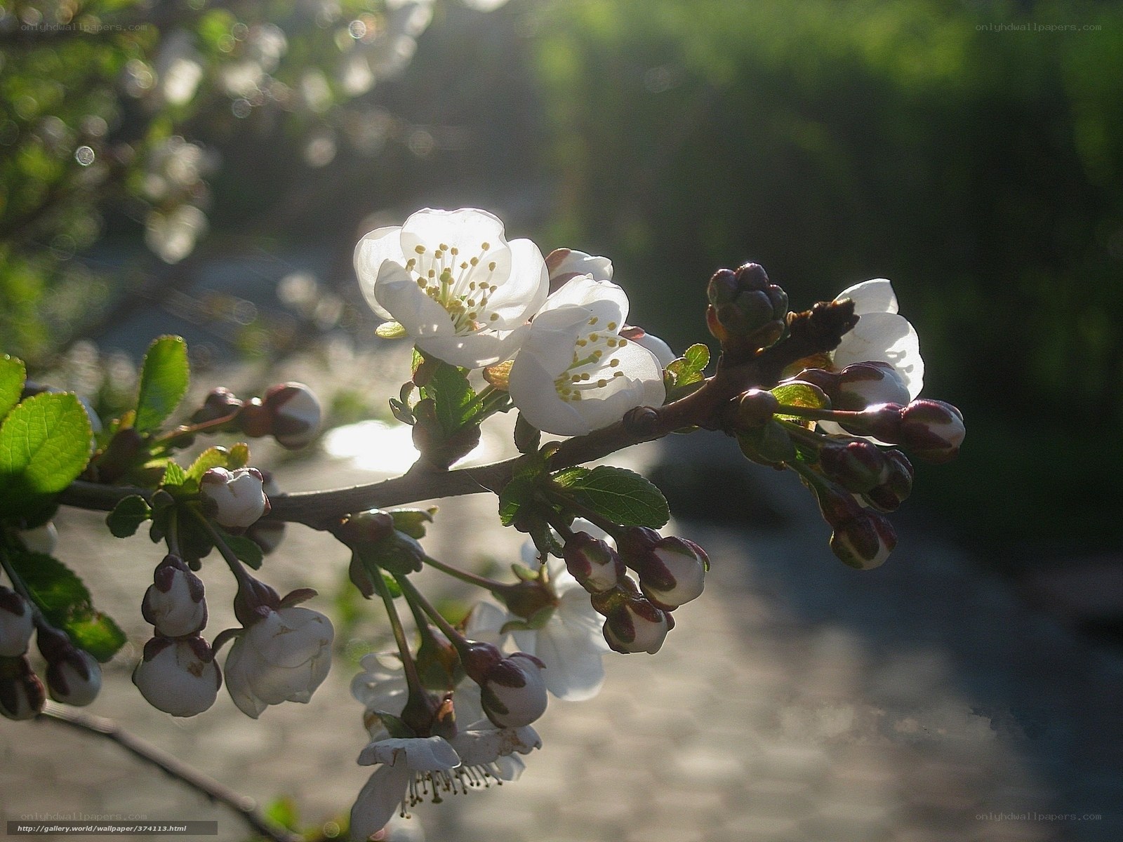 White blossoms in sunlight
