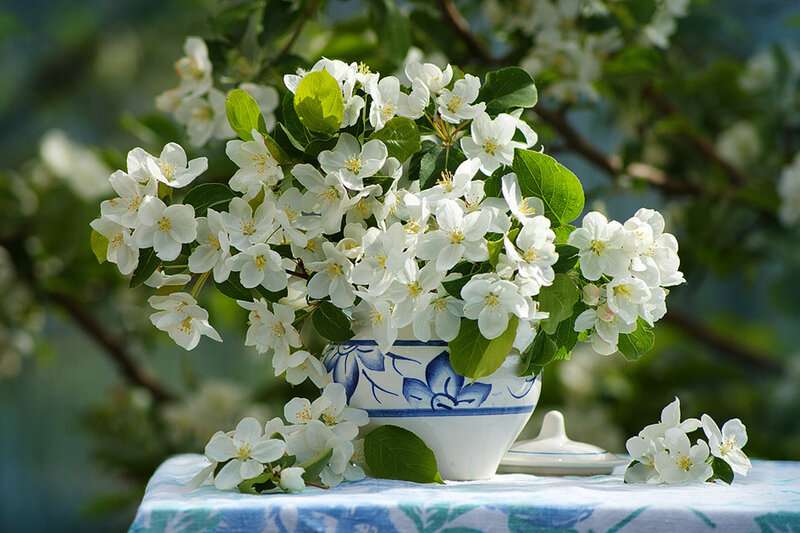 White Blossoms in Vase — Serene, Spring