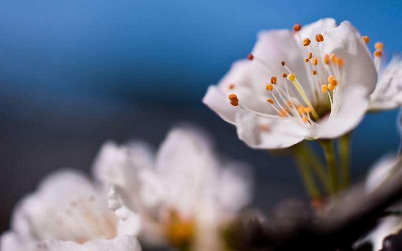 white blossoms on a blue background