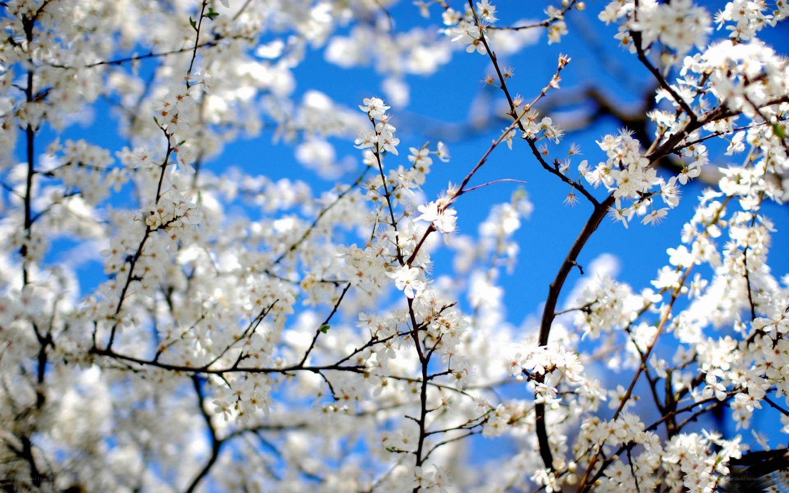 White blossoms on a blue sky