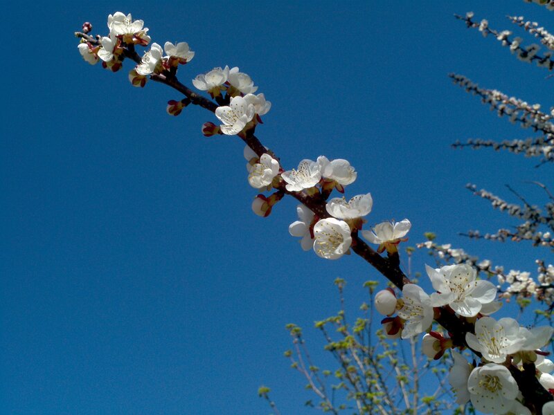 White blossoms on a blue sky