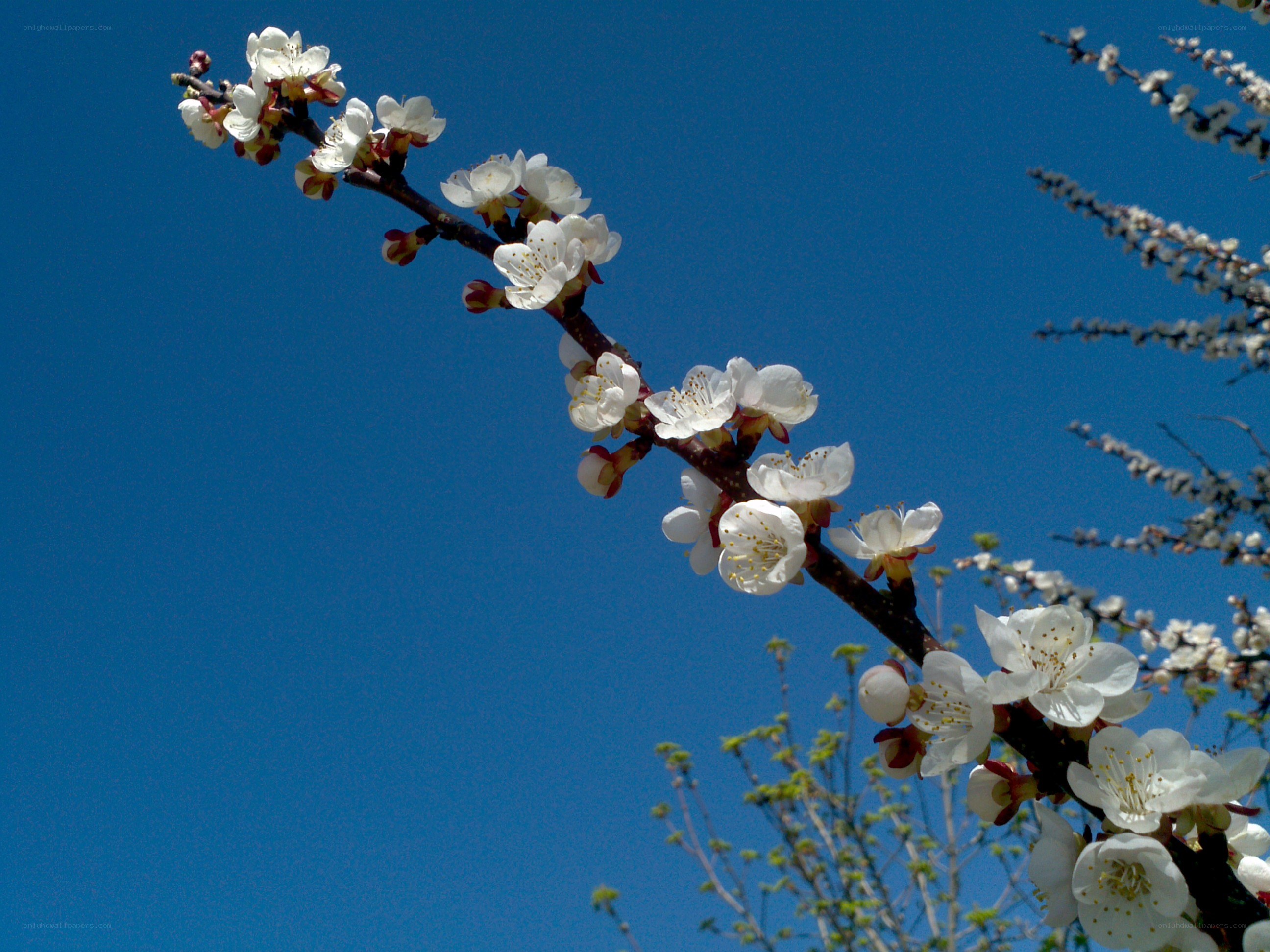 White blossoms on a blue sky