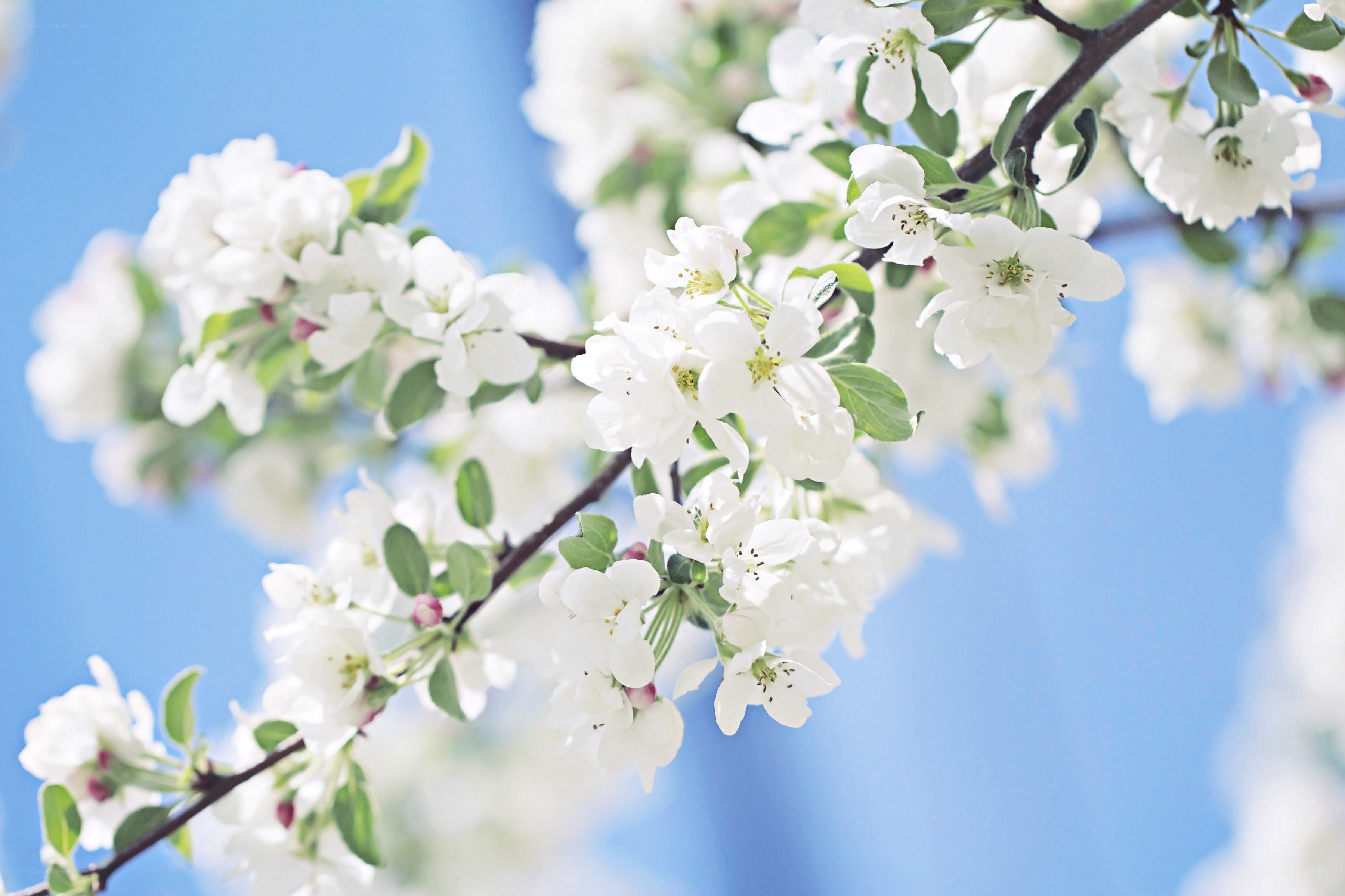 White blossoms on a blue sky