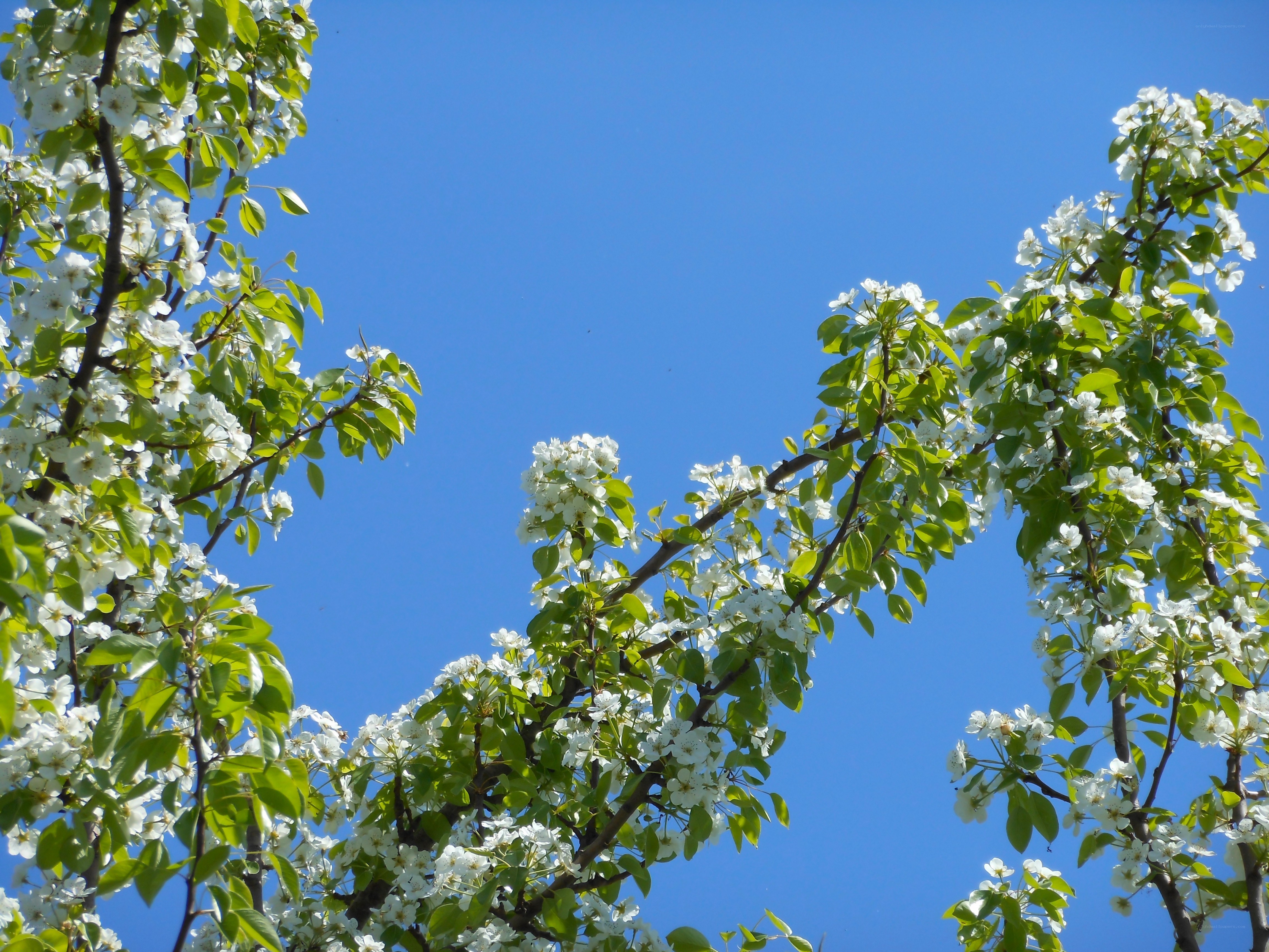 White blossoms on a blue sky