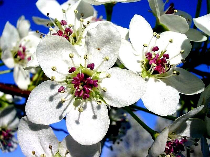 white blossoms on a blue sky