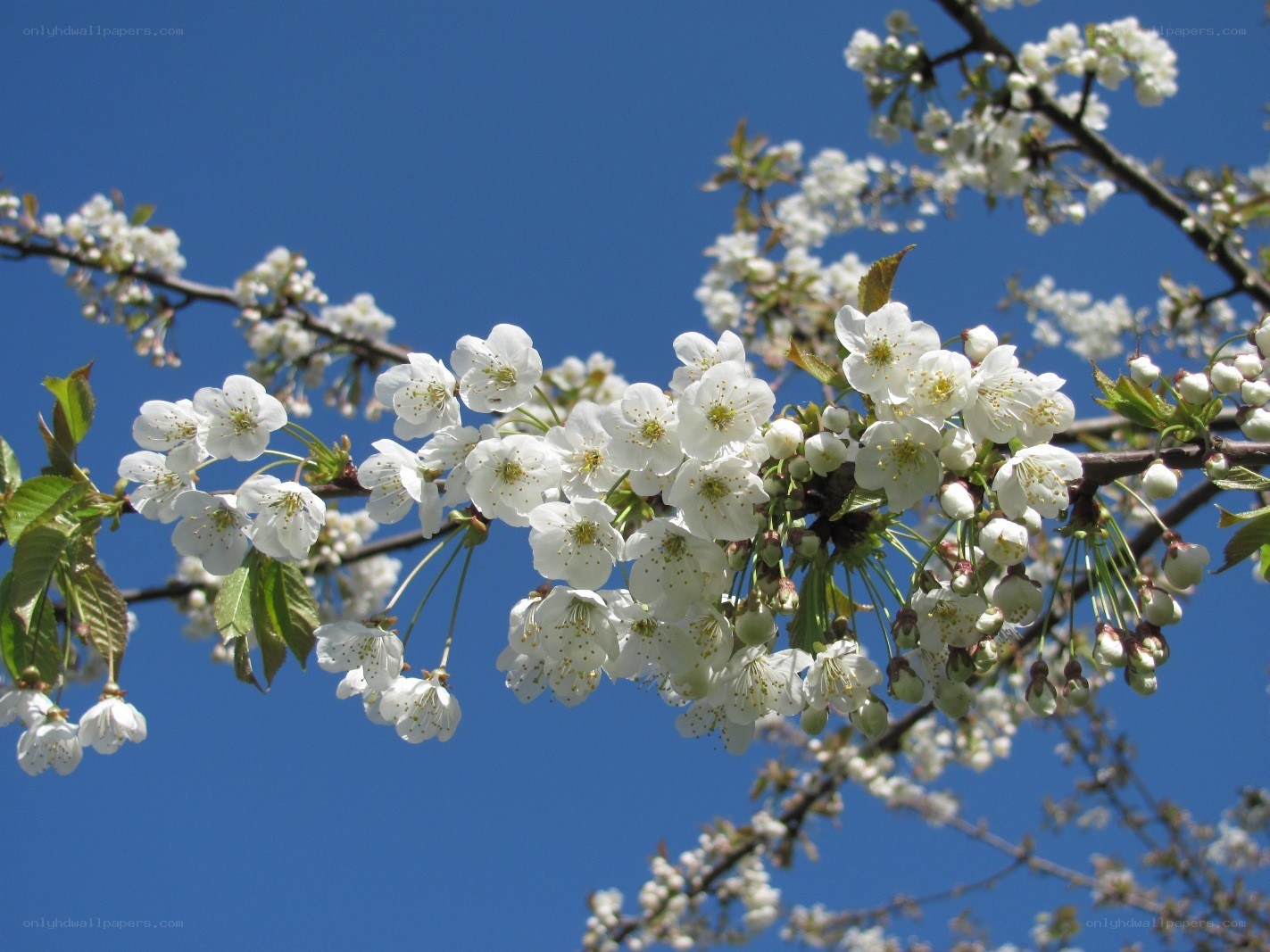 White blossoms on a blue sky