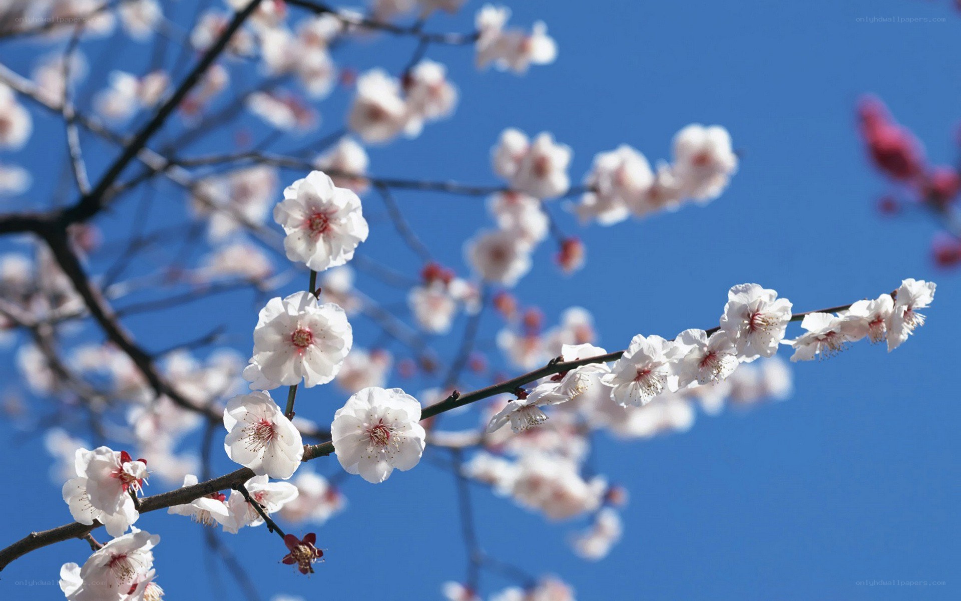 White blossoms on a blue sky