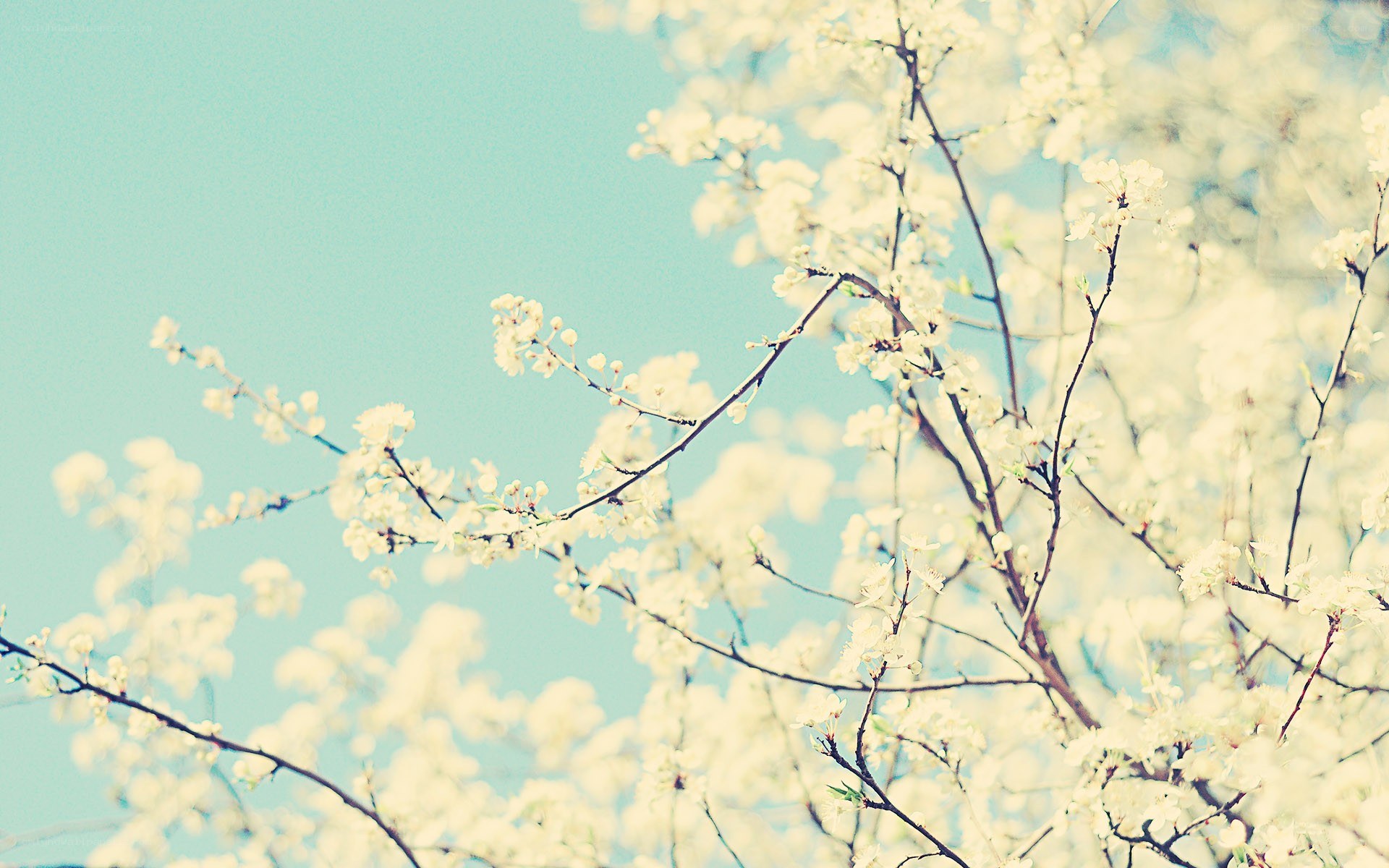 white blossoms on a blue sky