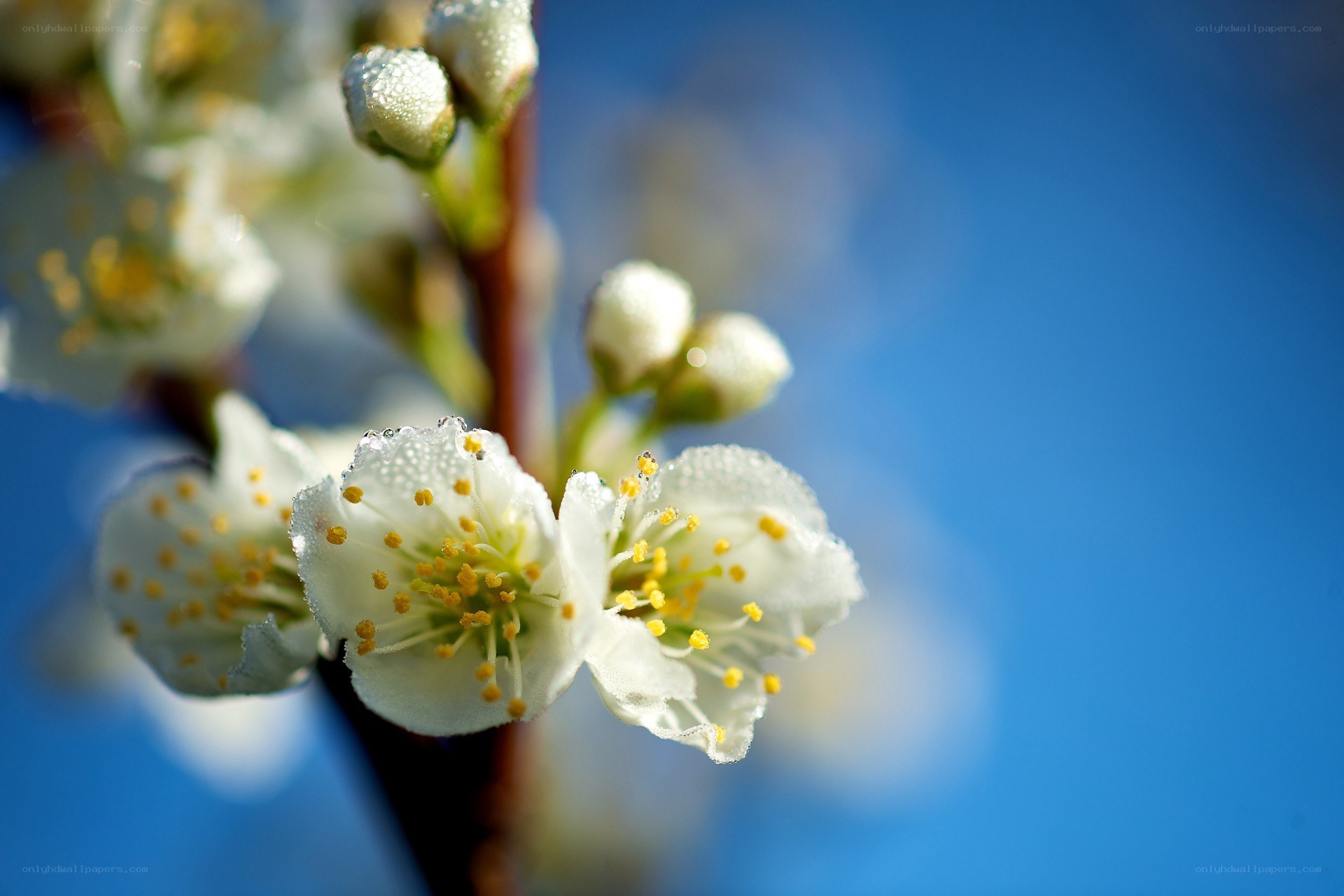 White blossoms on a blue sky