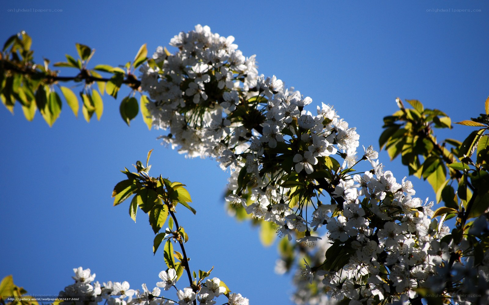 White blossoms on a blue sky