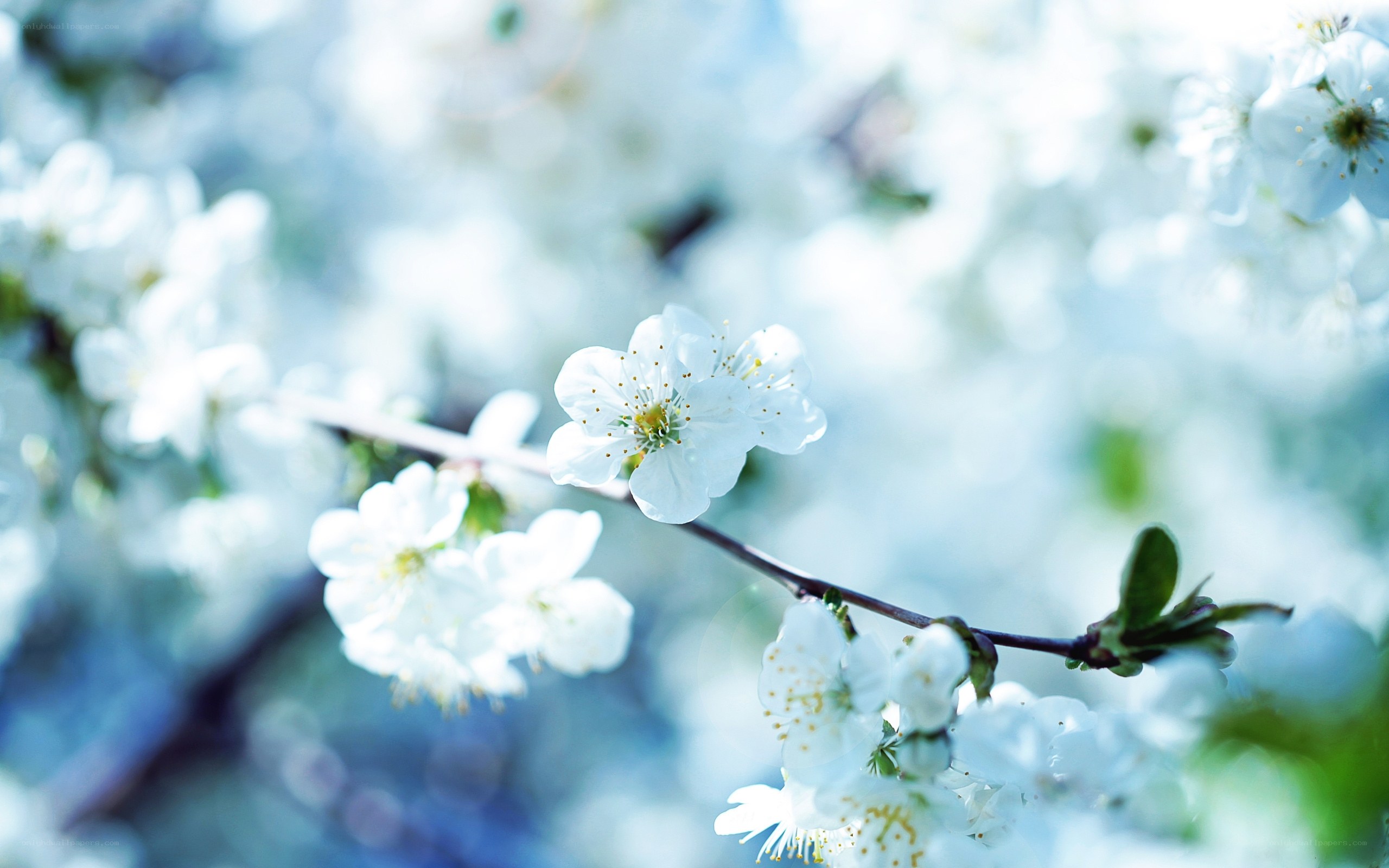White blossoms on a branch