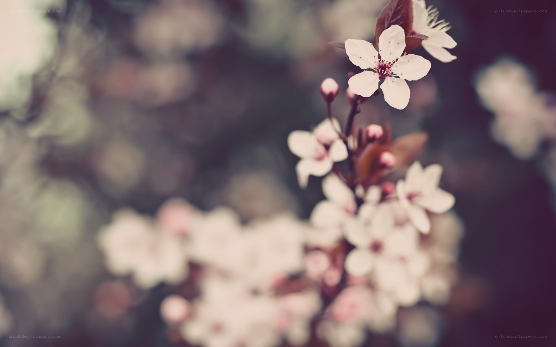white blossoms on a branch