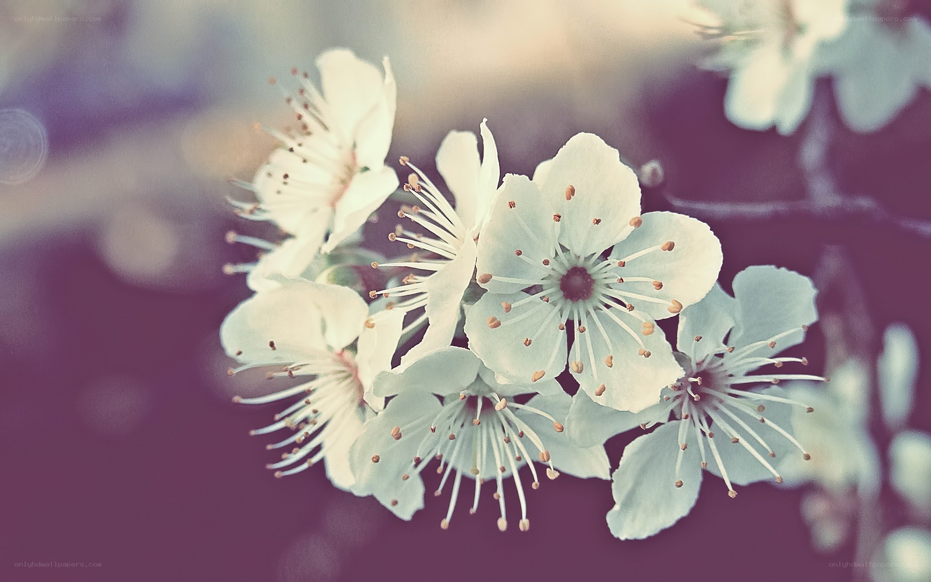 White blossoms on a branch
