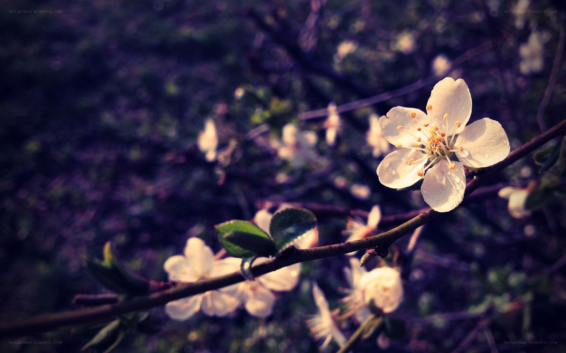 white blossoms on a branch