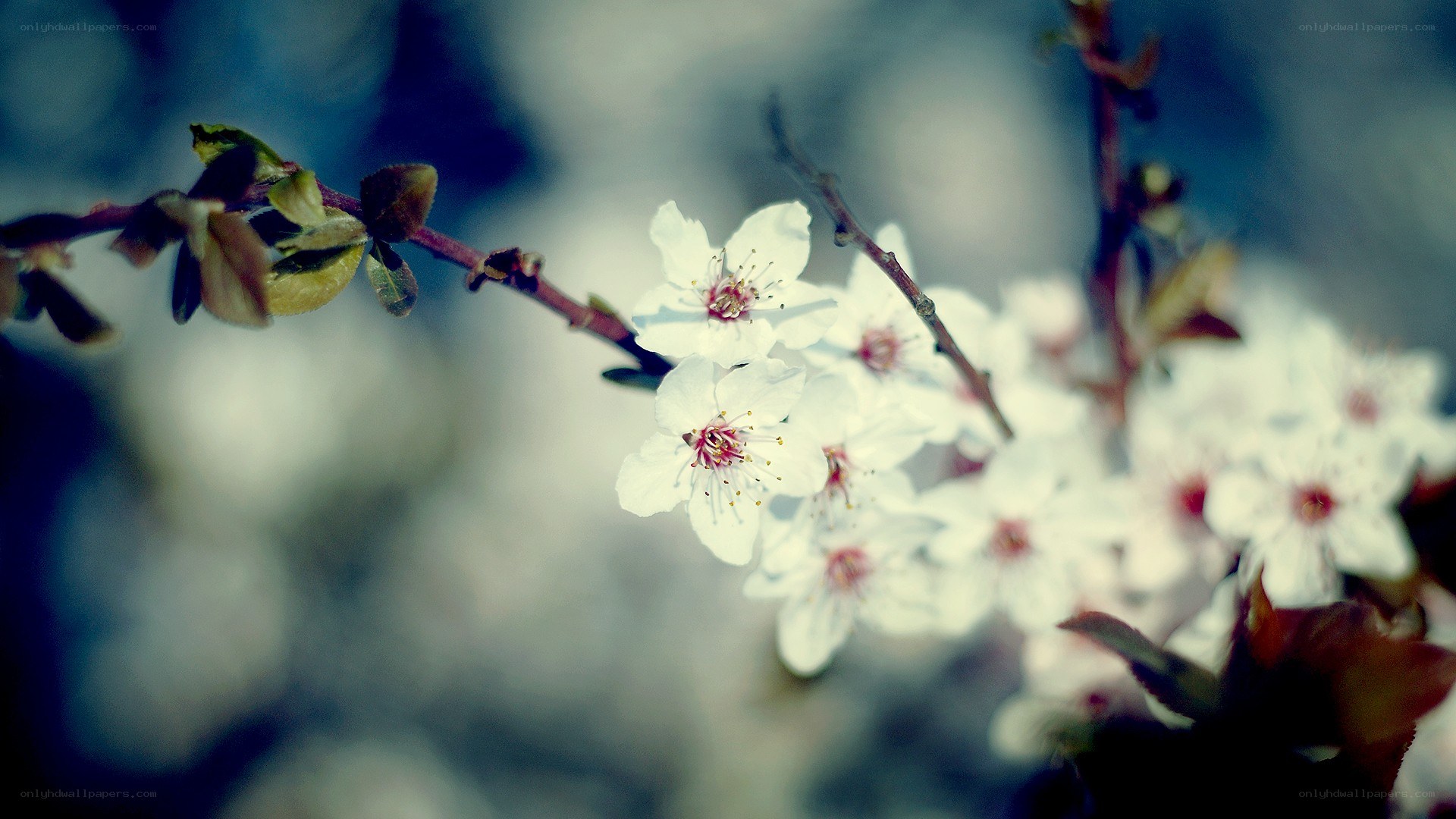 white blossoms on a branch