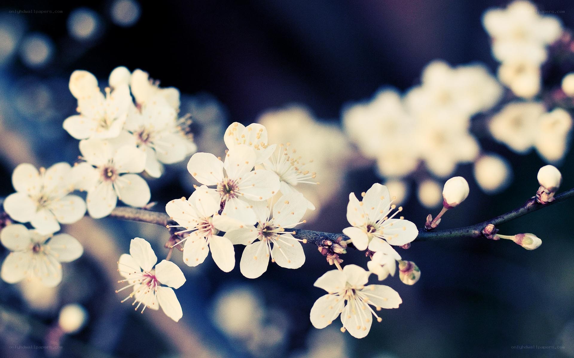 white blossoms on a branch