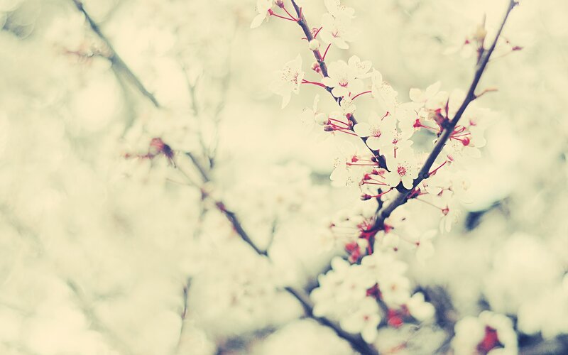white blossoms on a branch