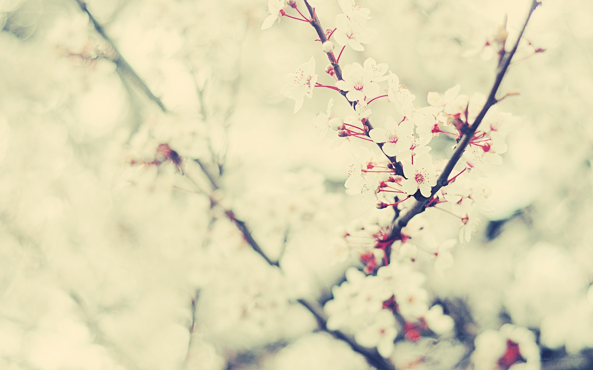 white blossoms on a branch