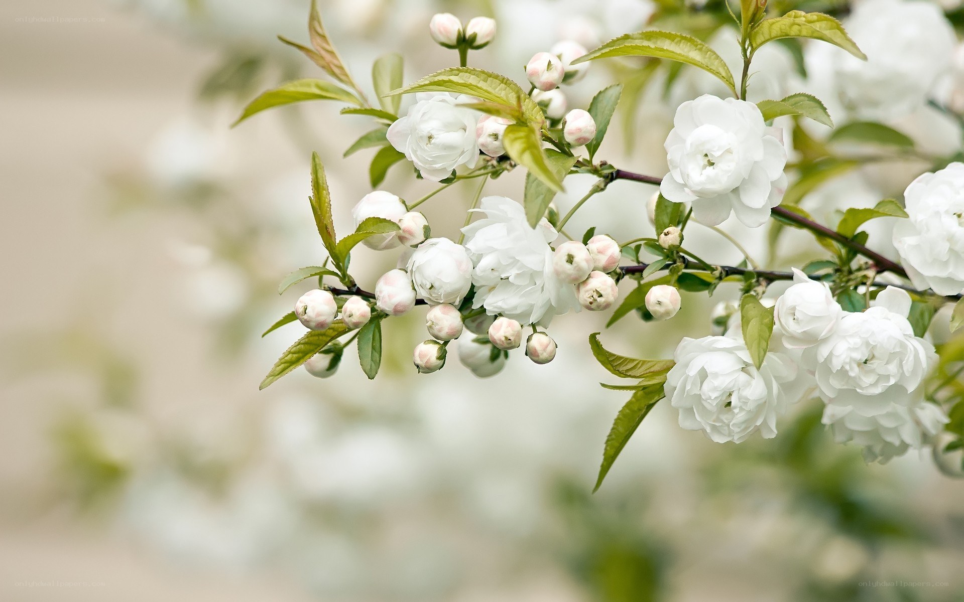 White blossoms on a branch