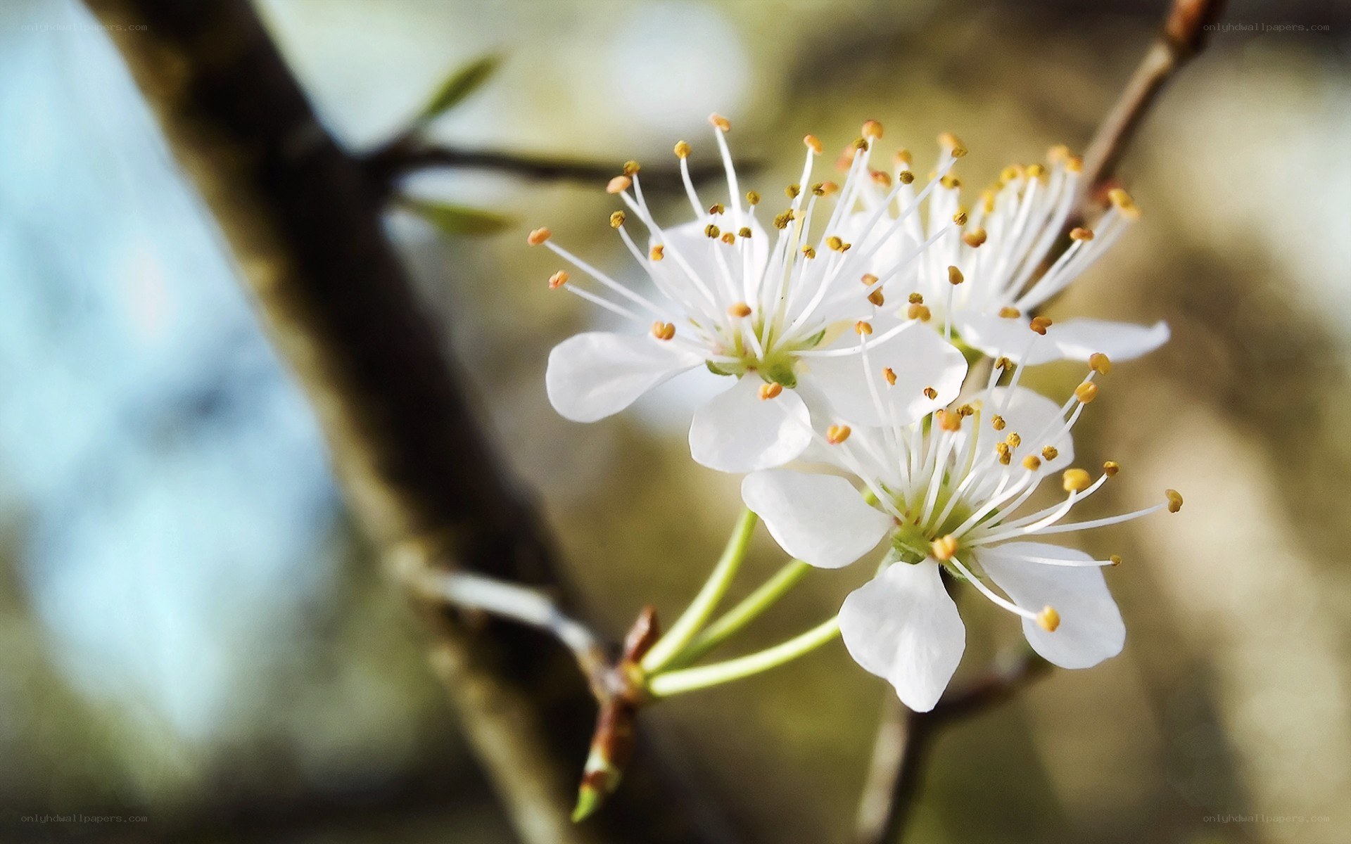 white blossoms on a branch