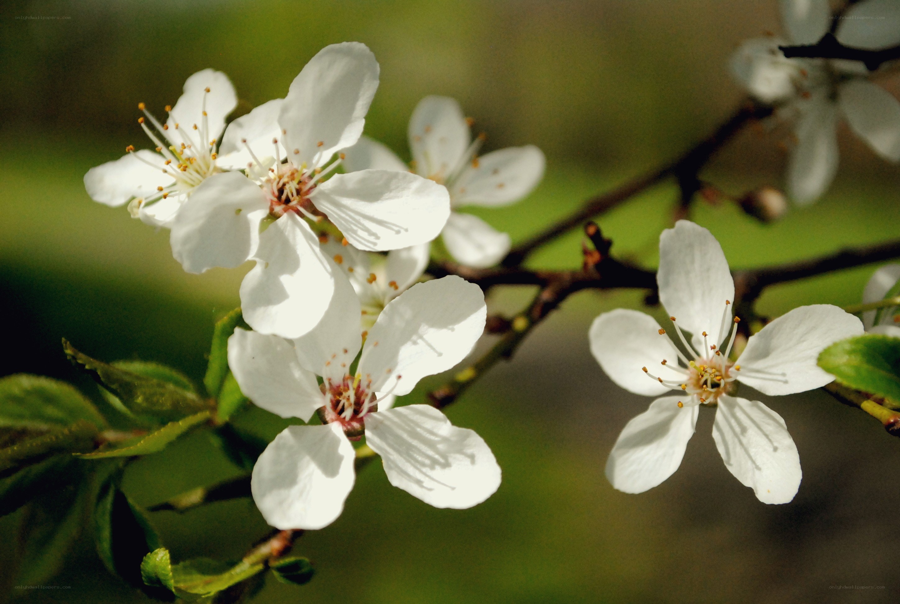white blossoms on a branch