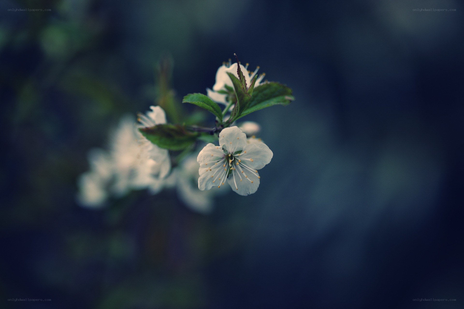 white blossoms on a branch