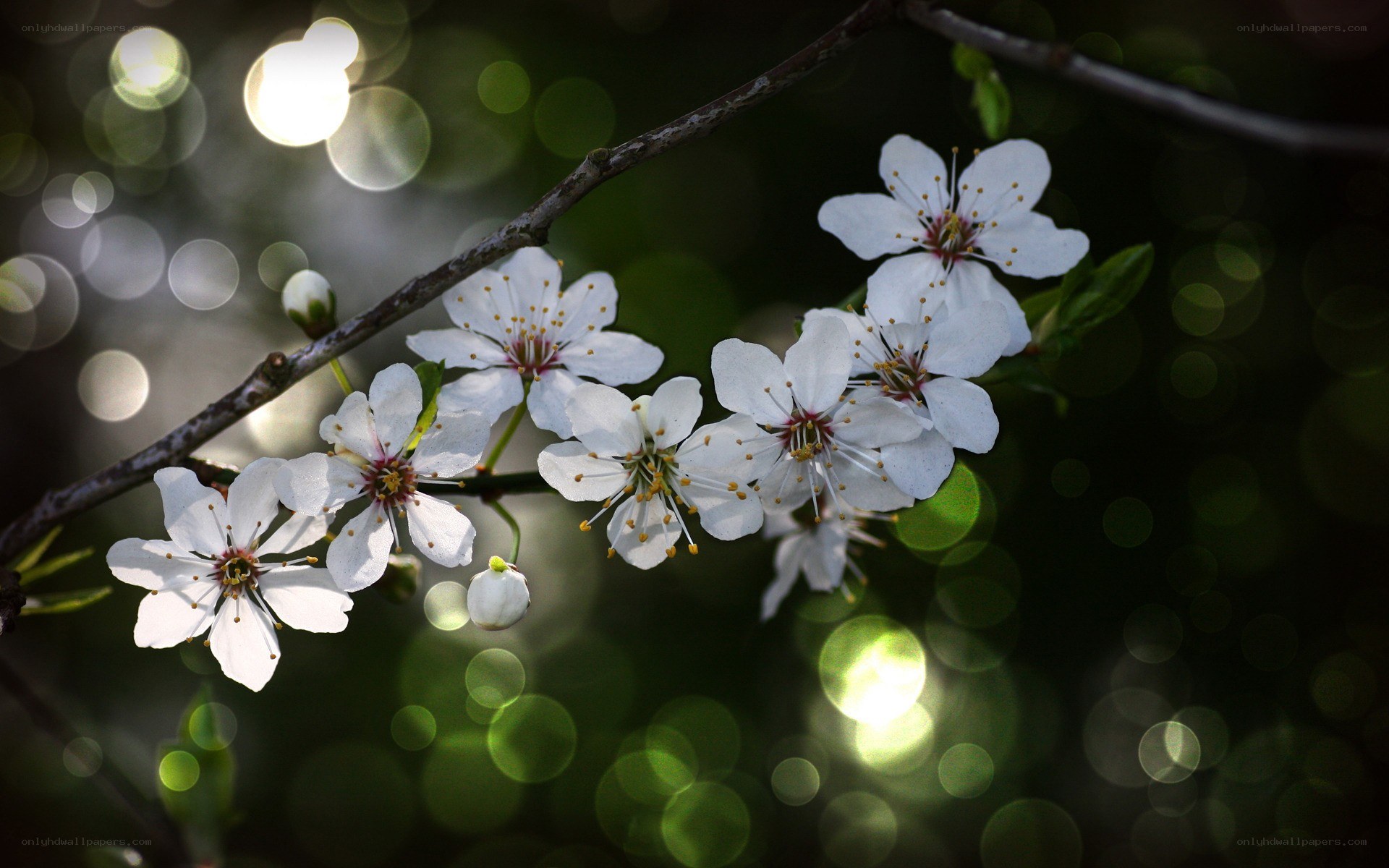 White blossoms on a branch