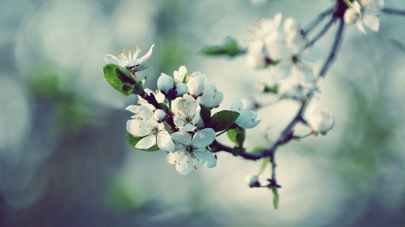 white blossoms on a branch