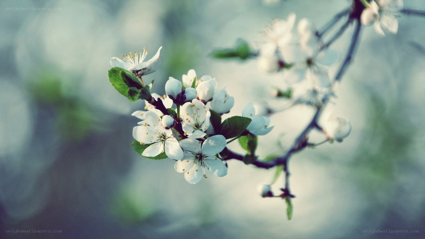 white blossoms on a branch
