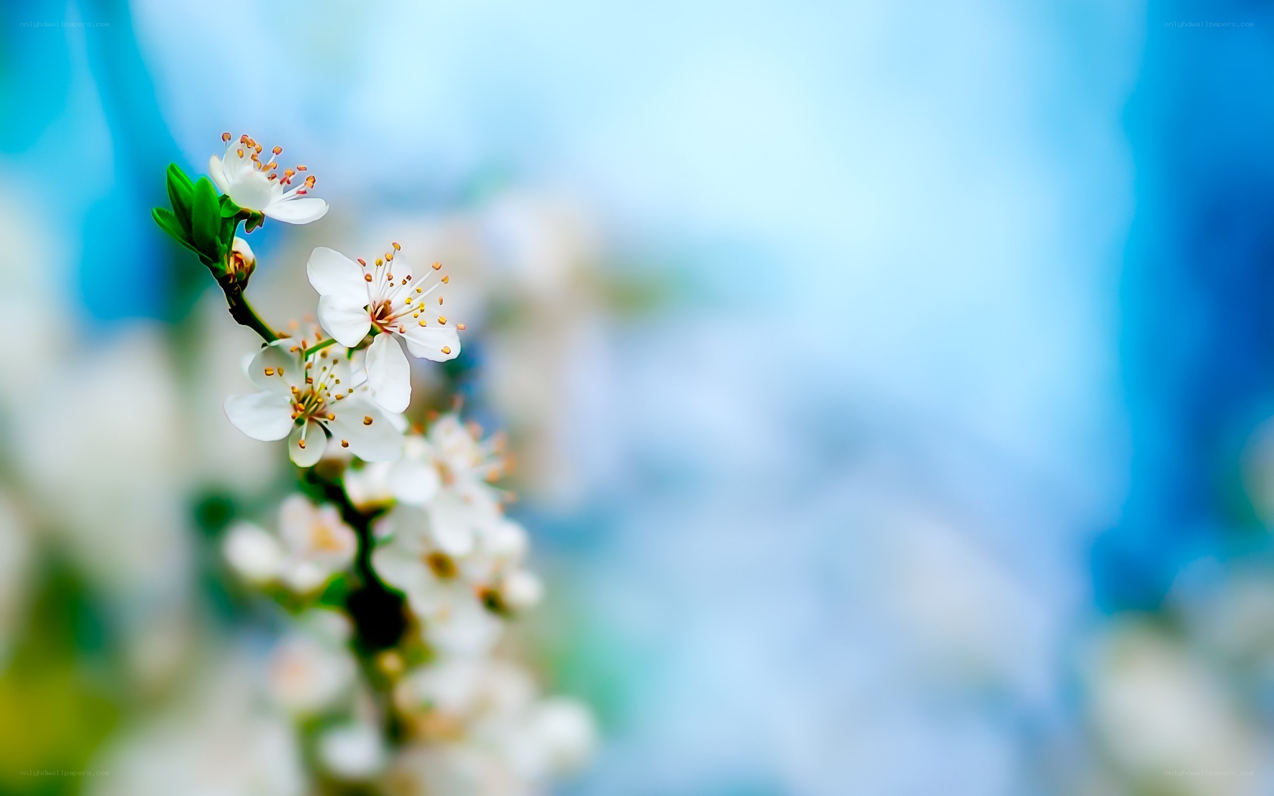 white blossoms on a branch
