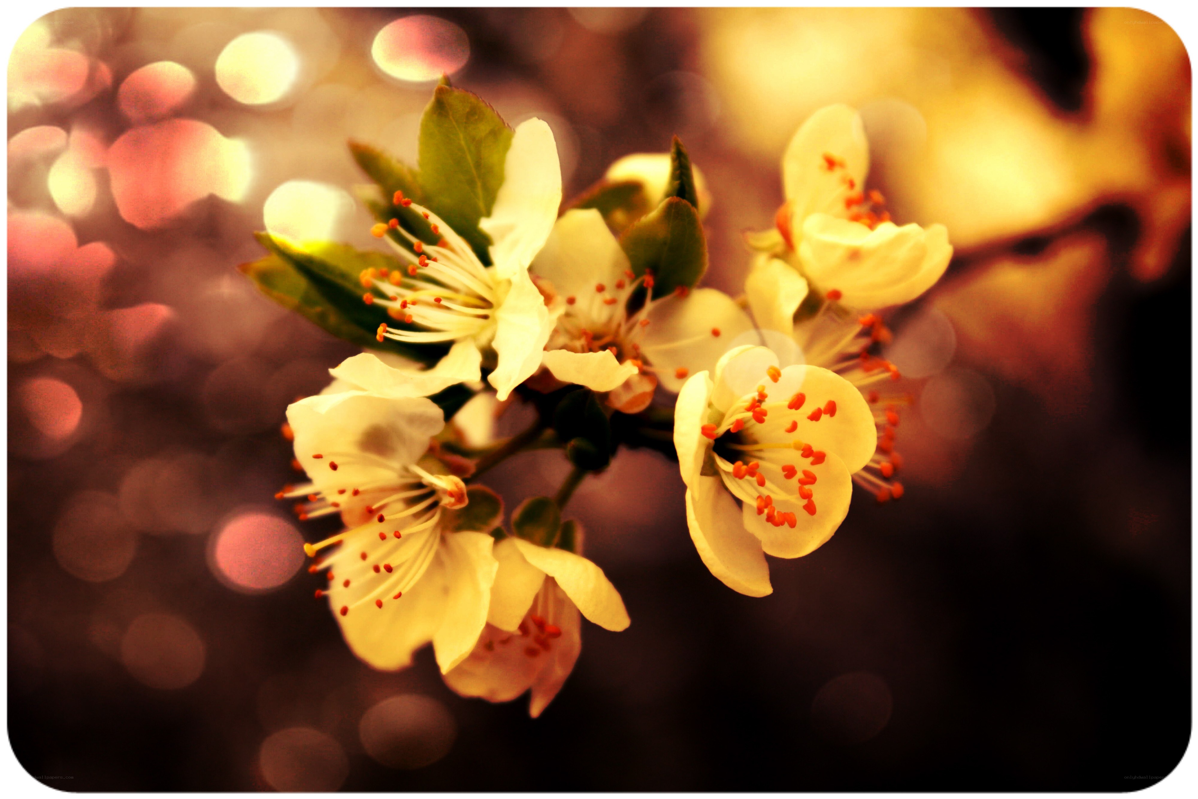 white blossoms on a branch