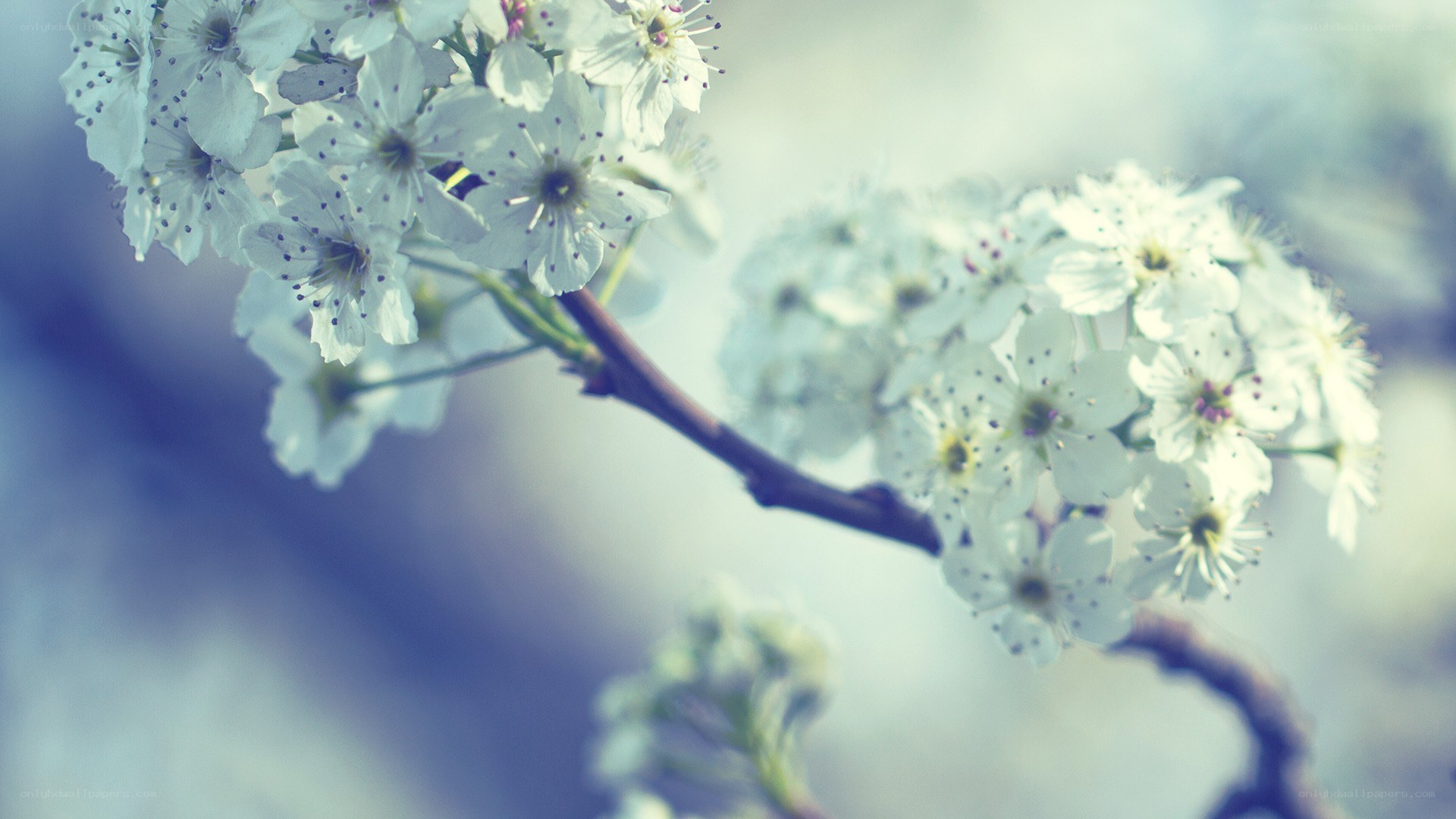 white blossoms on a branch