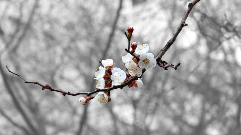 white blossoms on a branch