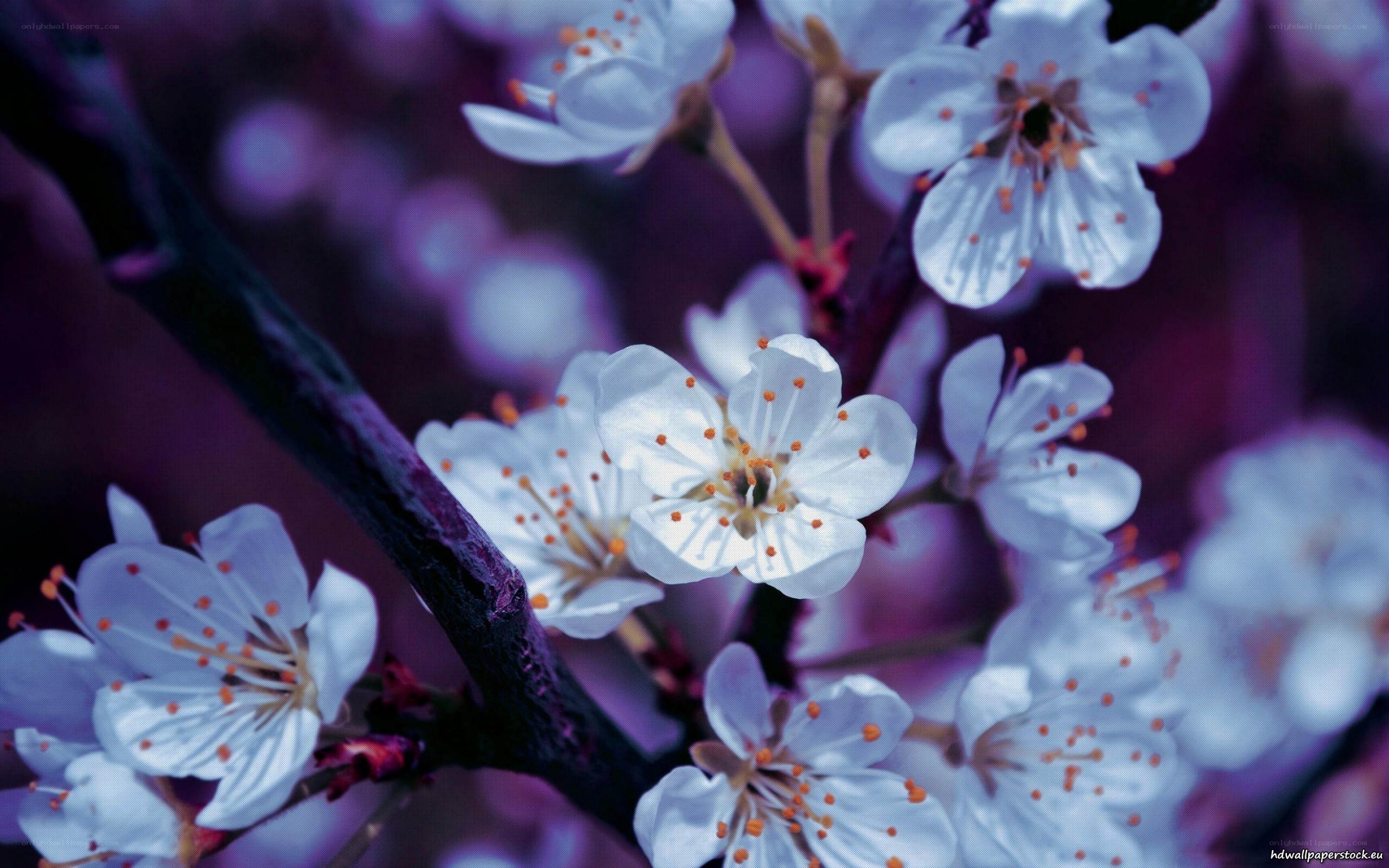 white blossoms on a branch
