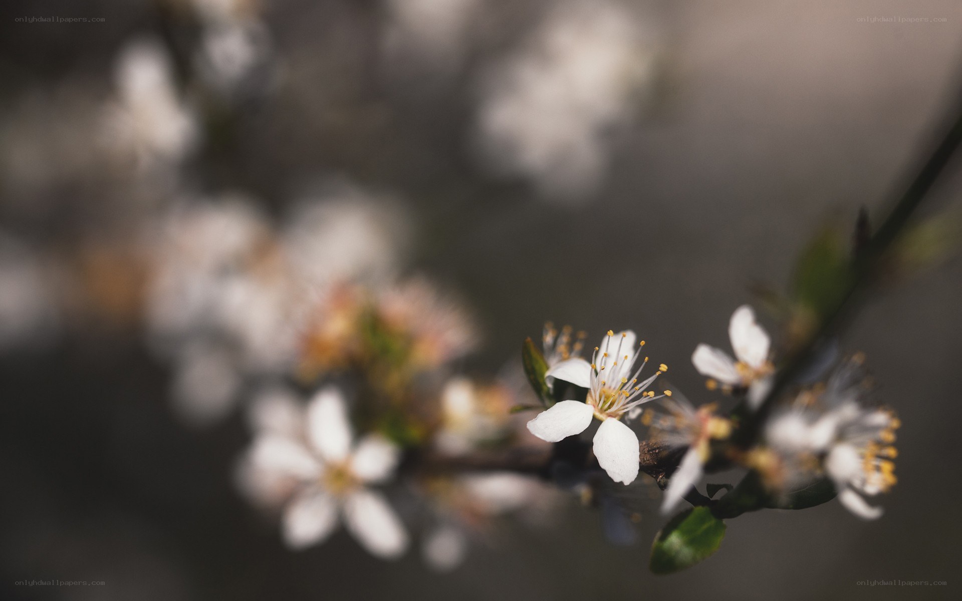 white blossoms on a branch